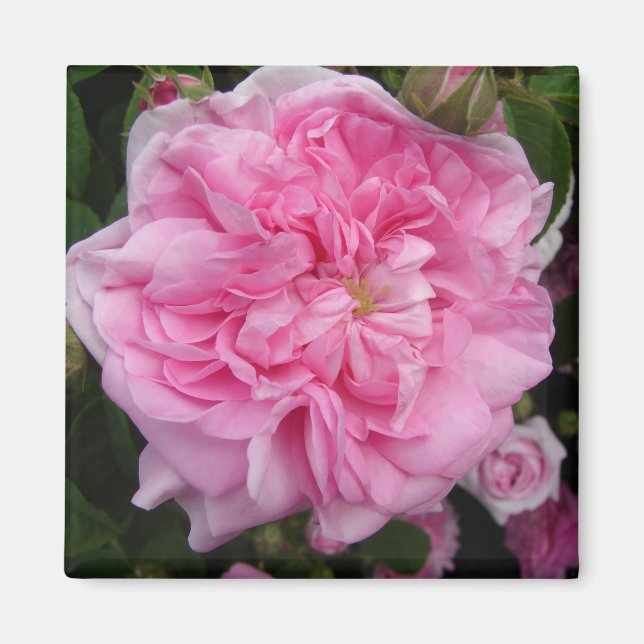 Rosa Vintage Rose Blume Magnet (Vorne)