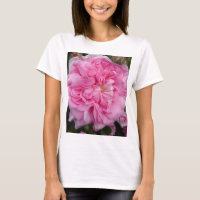 Rosa Vintage Rose Blume