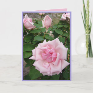Rosa Vintage-Rosen Rosengarten Blumen Karte