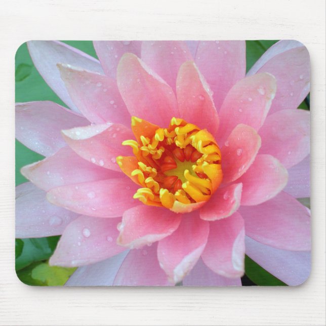 Rosa Wasser-Lilie Mousepad (Vorne)