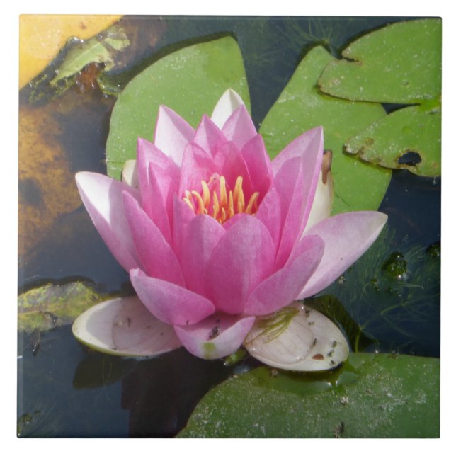 Rosa Wasser-Lilien-nahe hohe Keramik-Fliesen Fliese (Vorderseite)