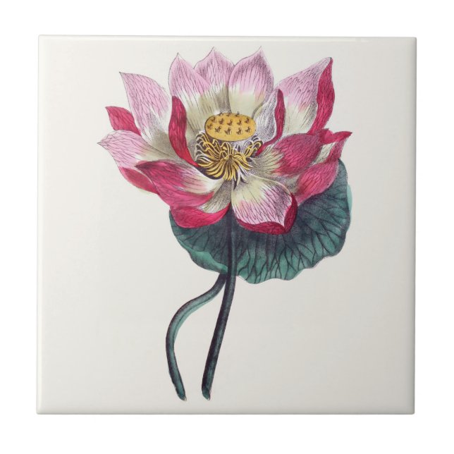 Rosa Wasser-Lotos-botanische Keramik-Fliese Fliese (Vorderseite)