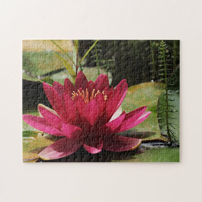 Rosa Wasserlilie (Horizontal)