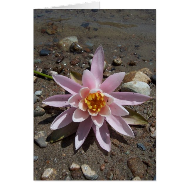 Rosa Wasserlilie (Vorne)