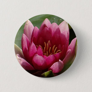 Rosa Wasserlilie Button