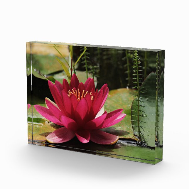 Rosa Wasserlilie Fotoblock (Rechts)