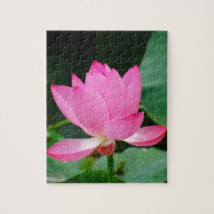 Rosa Wasserlilie in einem Teich