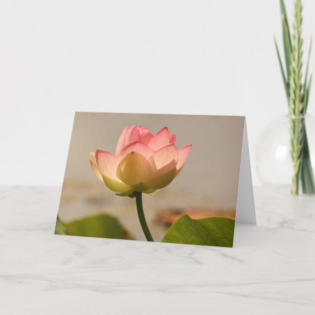 Rosa Wasserlilie Karte (Vorderseite)