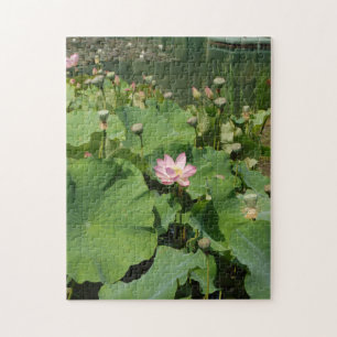 Rosa Wasserlilie Lotus Blume in einem Teich im Som