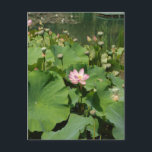 Rosa Wasserlilie Lotus Blume in einem Teich im Som Postkarte<br><div class="desc">Bild eines rosa Wasserlilie Lotus in einem Teich mit riesigen Blätter der Wasserlilie.</div>