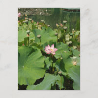 Rosa Wasserlilie Lotus Blume in einem Teich im Som