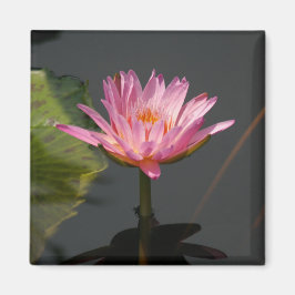 Rosa Wasserlilie Lotus-Magnet Magnet