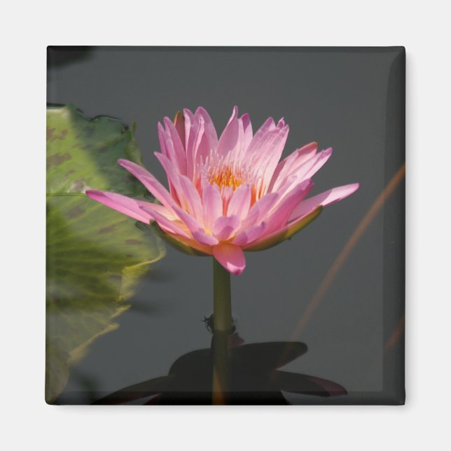 Rosa Wasserlilie Lotus-Magnet Magnet (Vorne)