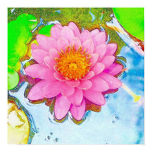 Rosa Wasserlilie