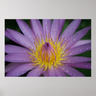 Rosa Wasserlilie Poster