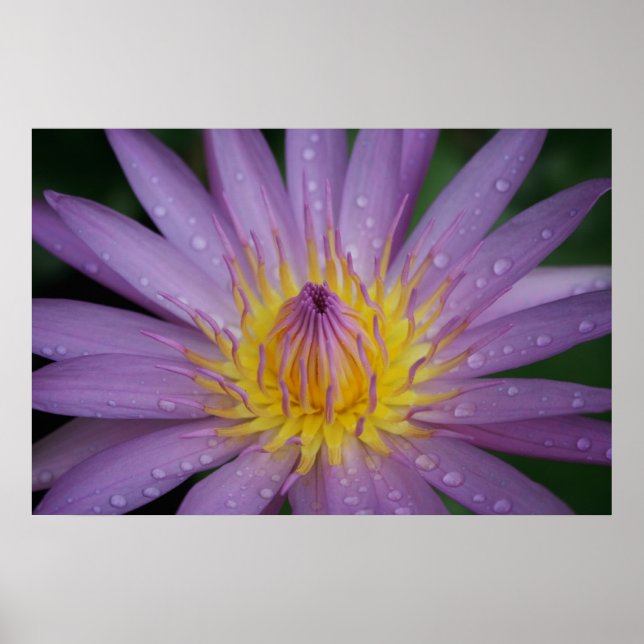 Rosa Wasserlilie Poster (Vorne)