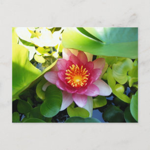 Rosa Wasserlilie Postkarte