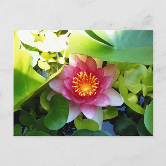 Rosa Wasserlilie Postkarte (Vorderseite)