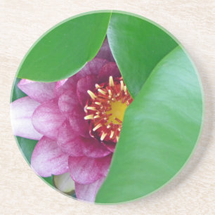 Rosa Wasserlilie Untersetzer