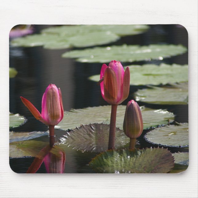 Rosa Wasserlilien Mousepad (Vorne)