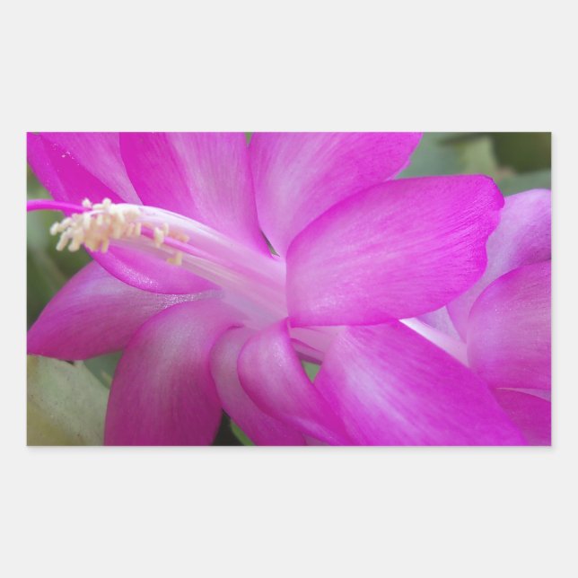 Rosa Weihnachtskaktus blühen Rechteckiger Aufkleber (Vorderseite)