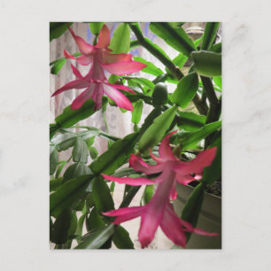 Rosa Weihnachtskaktuss-Blumen Feiertagspostkarte