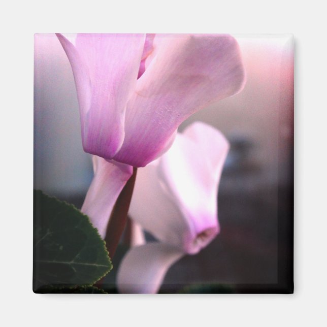 Rosa Weiße Blume Foto Square Magnet (Vorne)