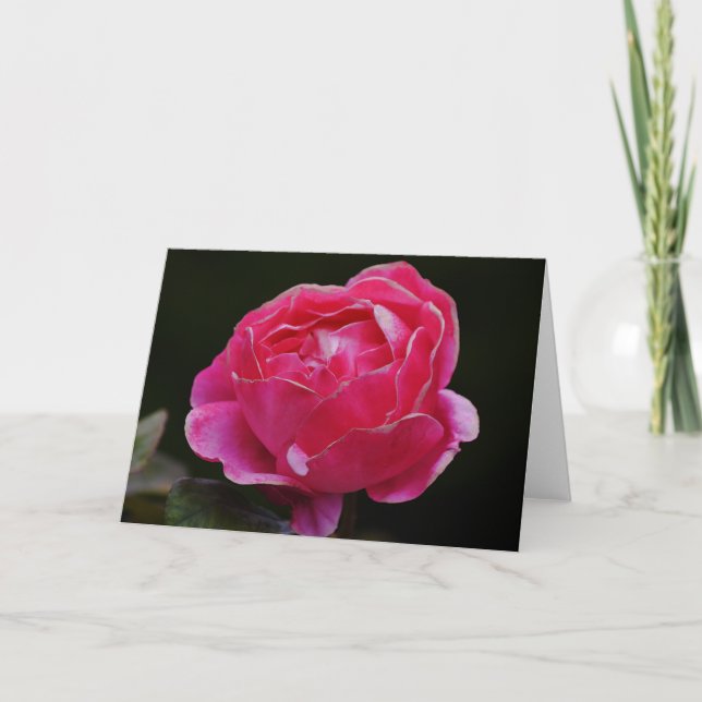 Rosa, weiße Kante, Rose, Blumenkarte Karte (Vorderseite)