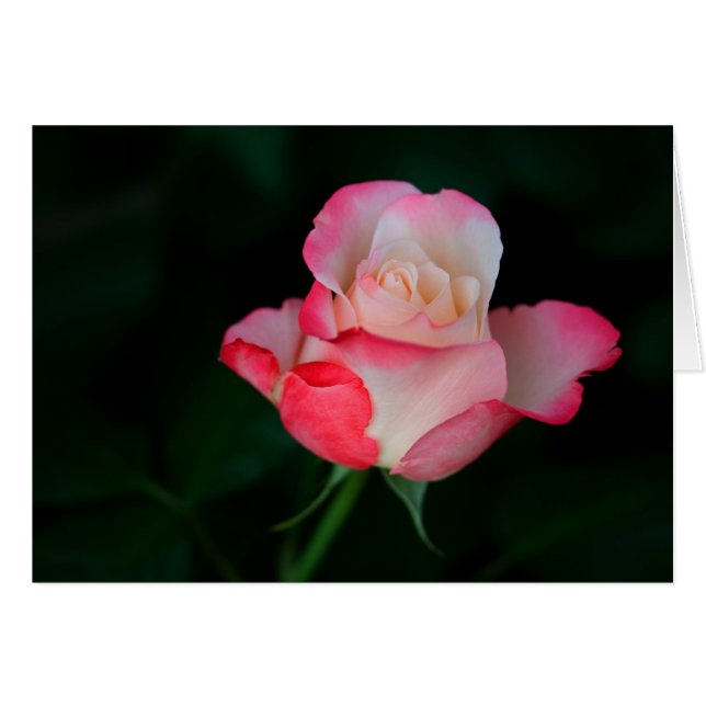 Rosa-Weiße Rose (Vorderseite (Horizontal))