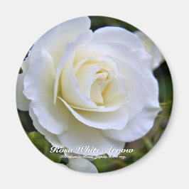 Rosa White Arrow aimant