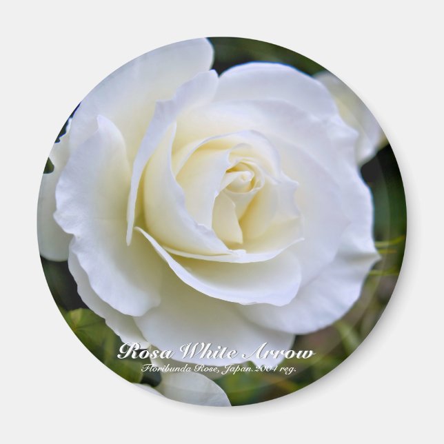 Rosa White Arrow aimant (Devant)
