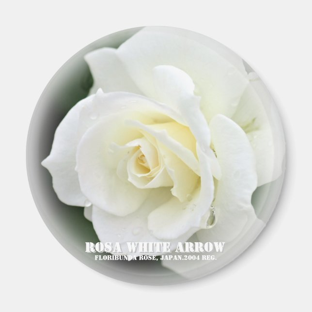 Rosa White Arrow Magnet (Vorne)