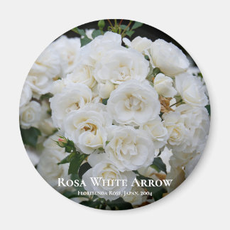 Rosa White Arrow Magnet