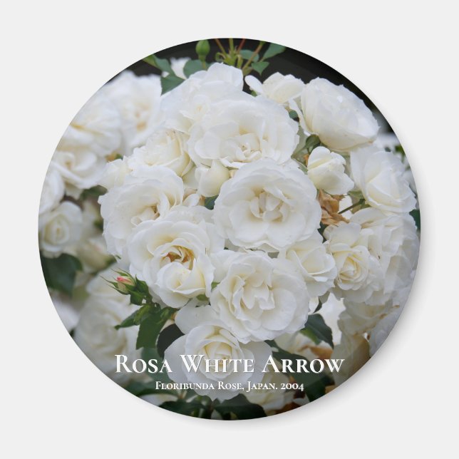 Rosa White Arrow Magnet (Vorne)