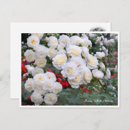 Rosa White Arrow Postkarte