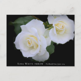 Rosa White Arrow Postkarte
