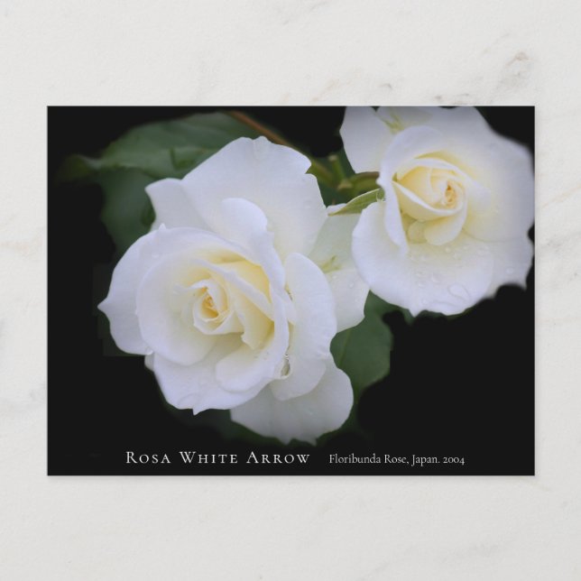 Rosa White Arrow Postkarte (Vorderseite)