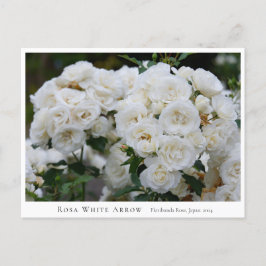 Rosa White Arrow Postkarte