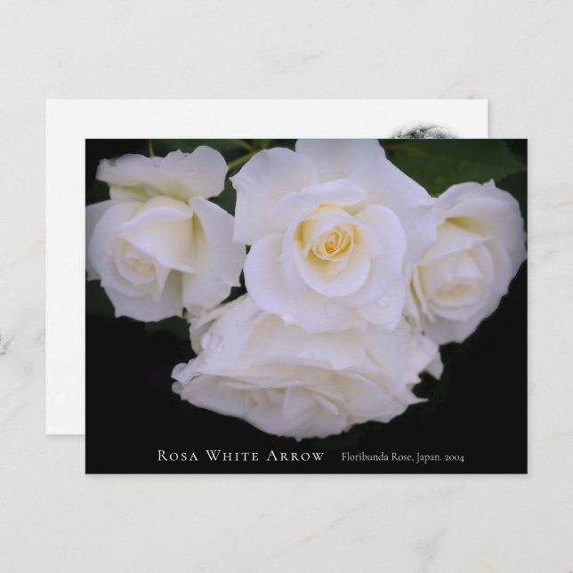 Rosa White Arrow Postkarte (Vorne/Hinten)