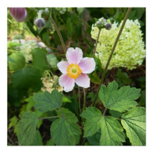 Rosa Wildblumen-Wandschild Botanisches Florales Poster