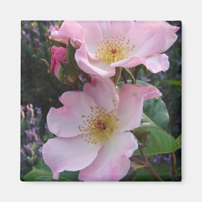 Rosa Wilde Rose Blume Foto Magnet (Vorne)