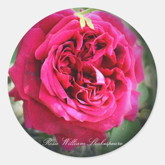 Rosa William Shakespeare Runder Aufkleber (Vorderseite)