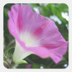 Rosa Winden-Blume Quadratischer Aufkleber