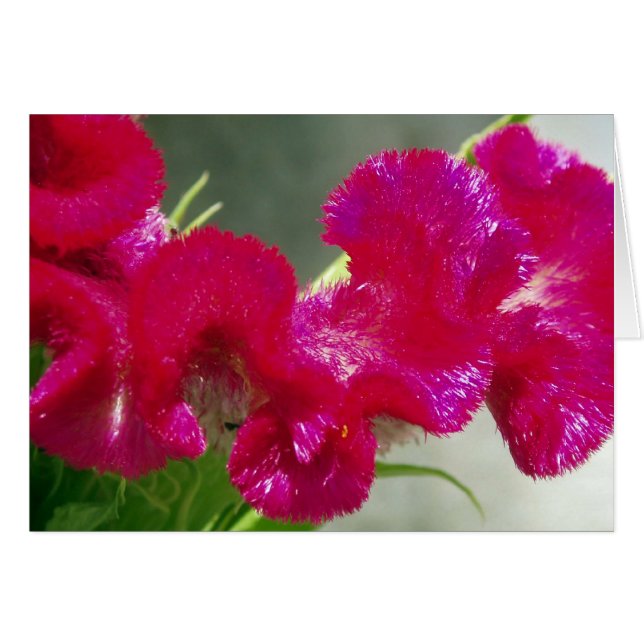 Rosa Wirble Blume (Vorderseite (Horizontal))