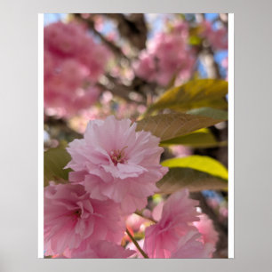 Rosa Yaezakura-Blüte Poster