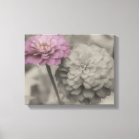 Rosa Zinnia-Blume in Schwarzweiß