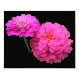 Rosa Zinnia Blume Pair Nah 8 x 10 Fotodruck