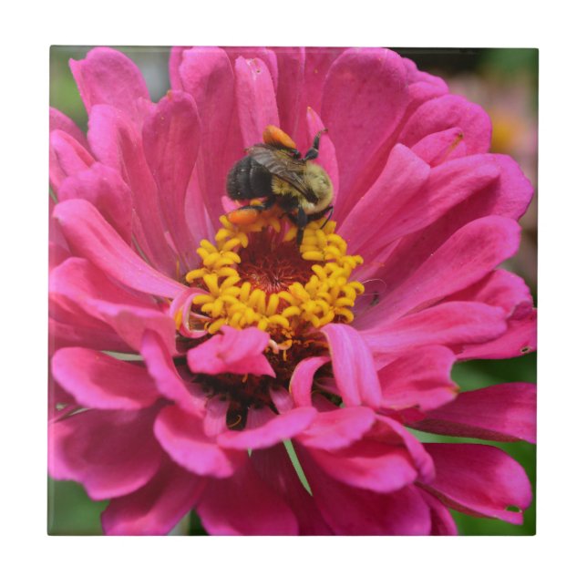 Rosa Zinnia und Hummel Fliese (Vorderseite)