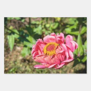 Rosa Zinnie mit gelber Mitte Geschenkpapier Set