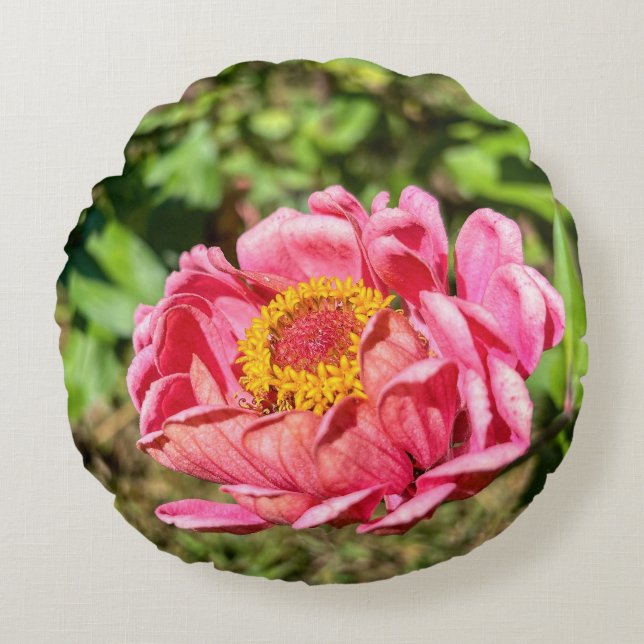 Rosa Zinnie mit gelber Mitte Rundes Kissen (Vorderseite)